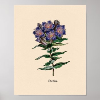 Gentian Flower Poster by nikkilynndesign at Zazzle
