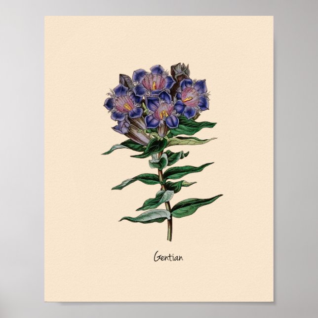 Gentian Flower Poster (Front)