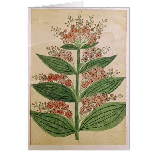 Gentian with imaginary flowers cards (Front)