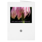 Gentle Breeze Echinecea Cards (Back)