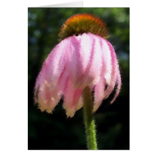 Gentle Breeze Echinecea Cards (Front)