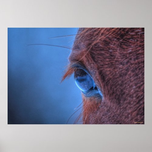 Gentle Eye of a Loving Sorrel Horse Poster