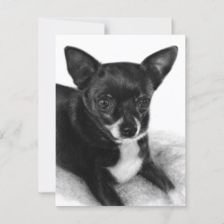 Gentle Eyes - Hand Painted Chihuahua Art Postcard