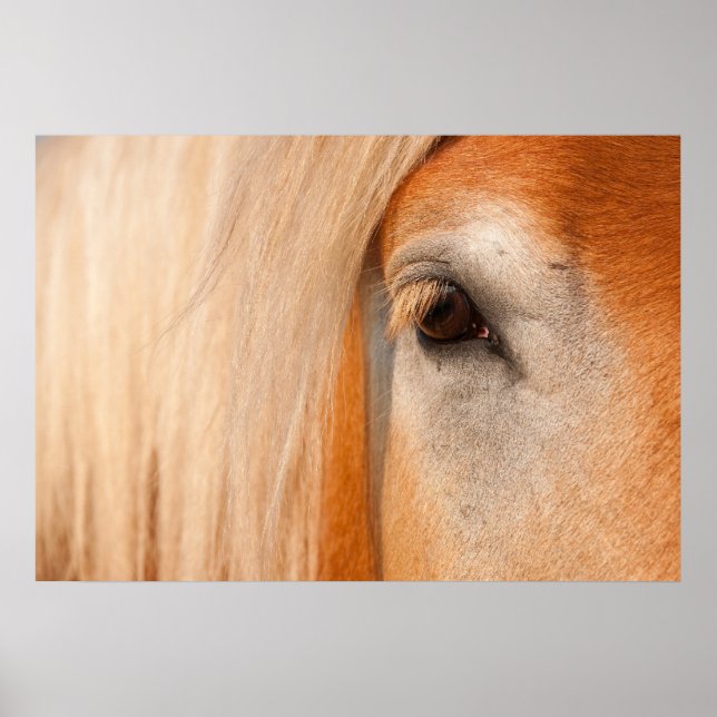 Gentle gaze - eye of a draft horse poster (Front)