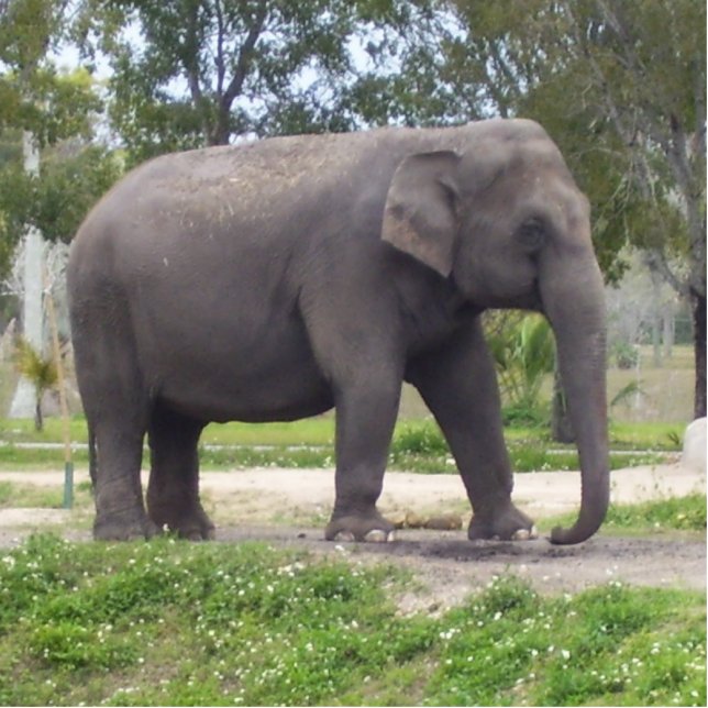 Gentle Giant: Asian Elephant Tribute  Cutout (Front)