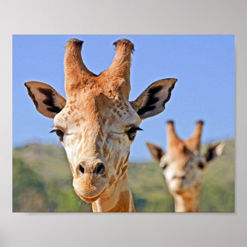 Gentle Giraffe Faces Close Up Against a Blue Sky Poster