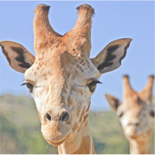 Gentle Giraffe Faces Close Up Against a Blue Sky Sticker