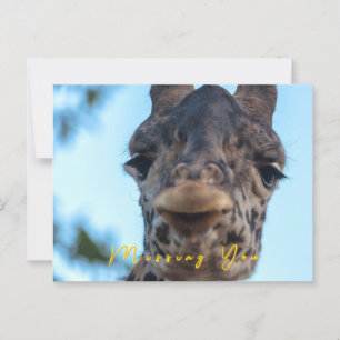 Gentle Giraffe Postcard