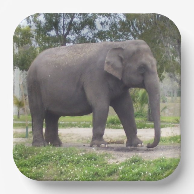Gentle Gray Asian Elephant Artwork Paper Plates (Front)