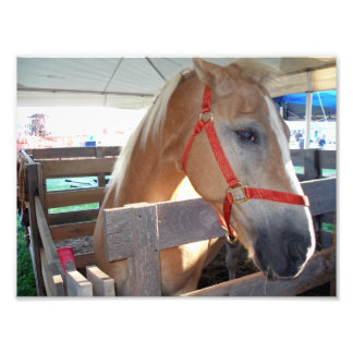 Gentle Horse Photo Print