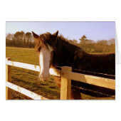 Gentle Horse White Blaze (Front Horizontal)