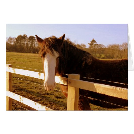 Gentle Horse White Blaze (Front Horizontal)