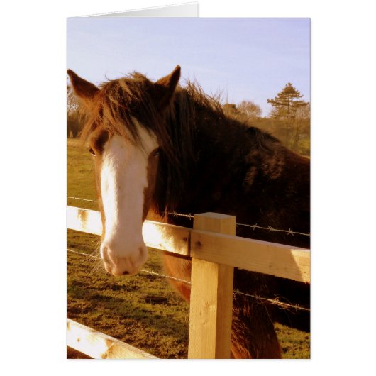 Gentle Horse White Blaze Cards (Front)