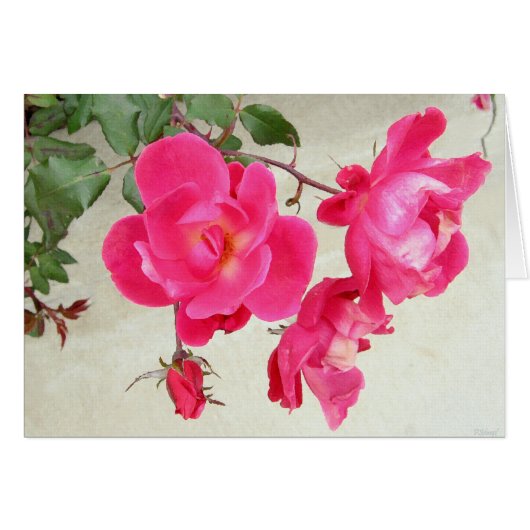 Gentle Rose Cards (Front Horizontal)