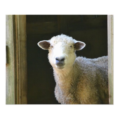 Gentle Sheep Photo Print