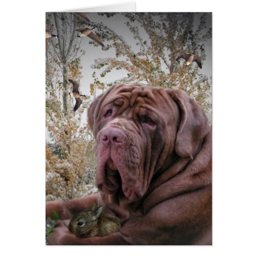 Gentle Side - Neopolitan Mastiff Cards (Front)