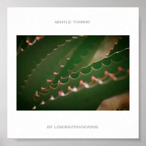Gentle Thorns Green Succulent Plant Aloe Poster