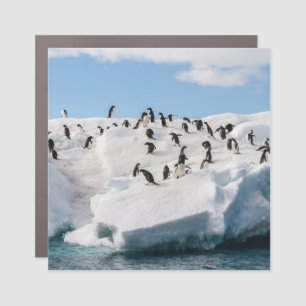 Gentoo Penguin Antarctica Iceberg Playtime Car Magnet