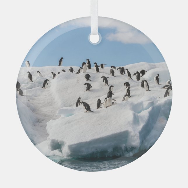 Gentoo Penguin Antarctica Iceberg Playtime Glass Ornament (Front)