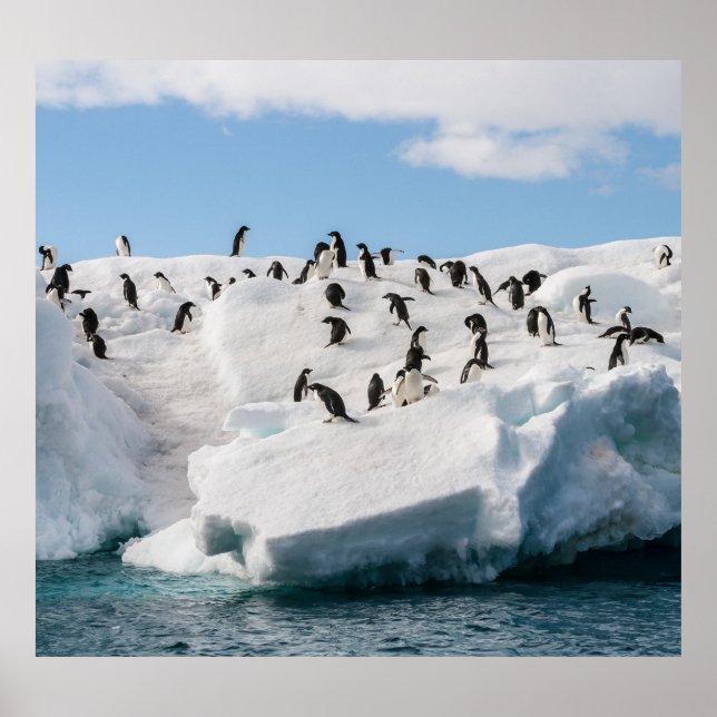 Gentoo Penguin Antarctica Iceberg Playtime Poster (Front)