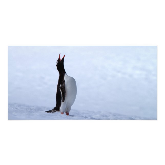 Gentoo penguin card (Front)