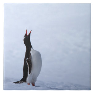 Gentoo penguin ceramic tile