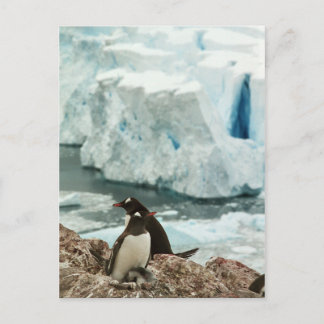 Gentoo Penguin Family Postcard