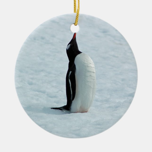 Gentoo Penguin in Antarctica Ornament (Front)