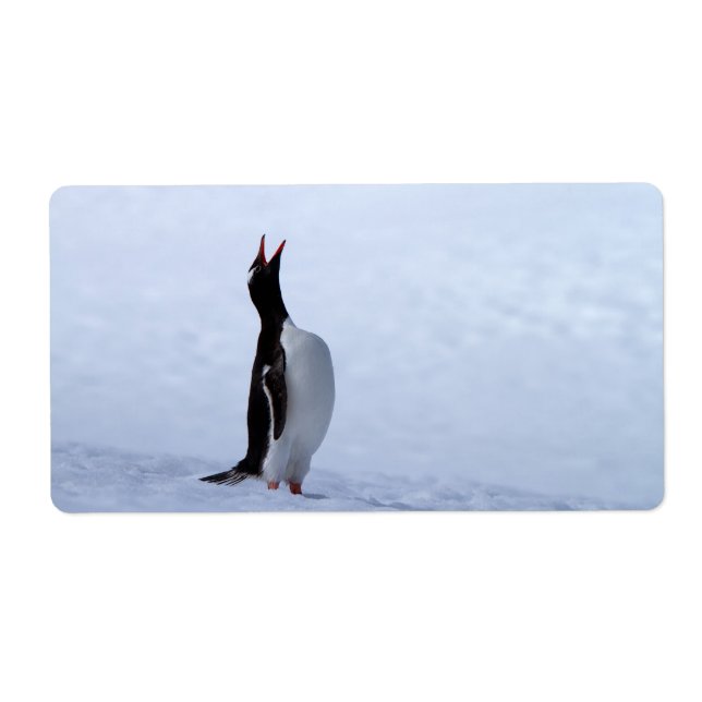 Gentoo penguin label (Front)