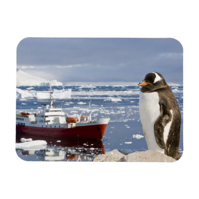 Gentoo Penguin Magnet (Horizontal)