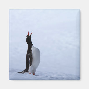 Gentoo penguin magnet