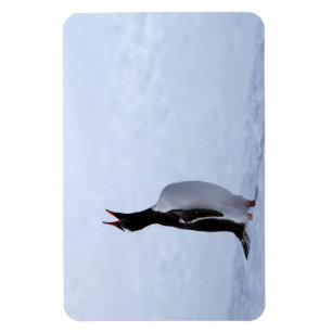 Gentoo penguin magnet