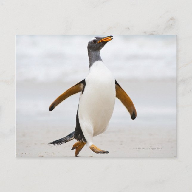 Gentoo Penguin Postcard (Front)