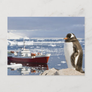 Gentoo Penguin Postcard
