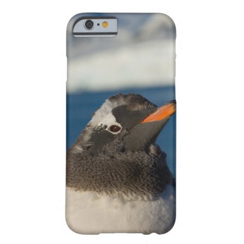 gentoo penguin Pygoscelis Papua chick along Barely There iPhone 6 Case