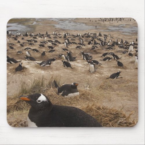 Gentoo Penguin Pygoscelis papua colony West 2 Mouse Pad