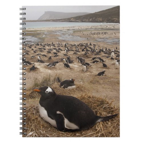 Gentoo Penguin Pygoscelis papua colony West 2 Notebook