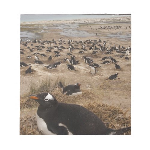 Gentoo Penguin Pygoscelis papua colony West 2 Notepad