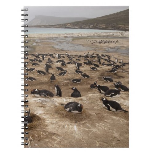 Gentoo Penguin Pygoscelis papua colony West Notebook