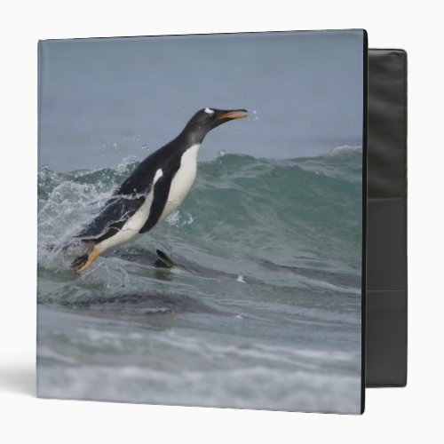 Gentoo Penguin Pygoscelis papua coming in on Binder