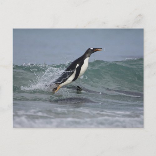 Gentoo Penguin Pygoscelis papua coming in on Postcard