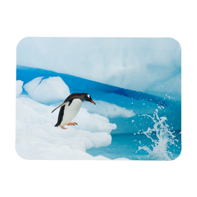 gentoo penguin, Pygoscelis Papua, jumping off Magnet (Horizontal)
