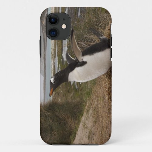 Gentoo Penguin Pygoscelis papua on a nest iPhone 11 Case