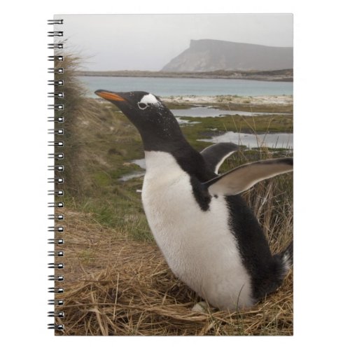 Gentoo Penguin Pygoscelis papua on a nest Notebook