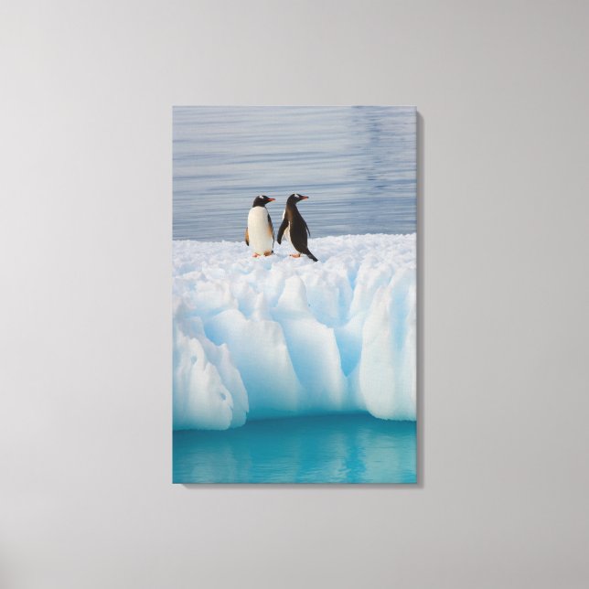 gentoo penguin, Pygoscelis Papua, on glacial ice Canvas Print (Front)