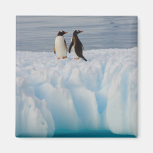 gentoo penguin, Pygoscelis Papua, on glacial ice Magnet