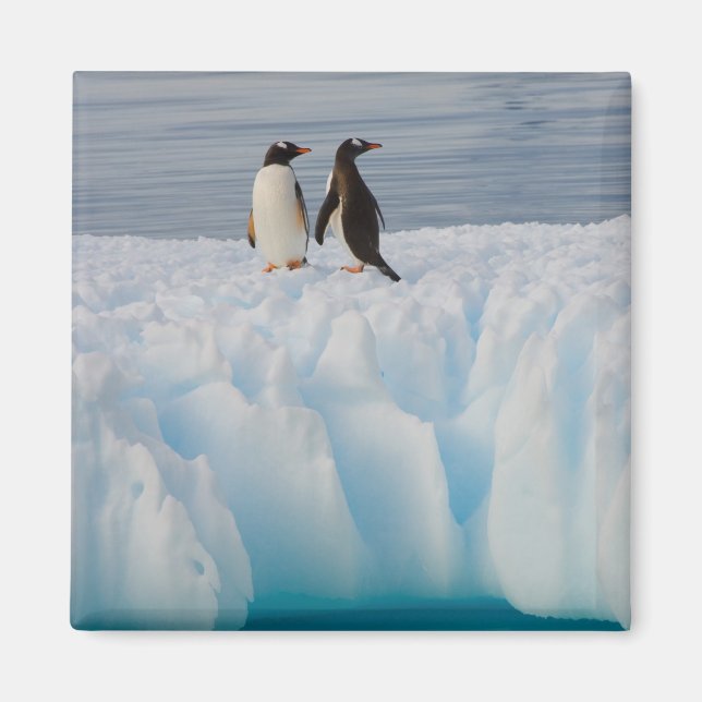 gentoo penguin, Pygoscelis Papua, on glacial ice Magnet (Front)