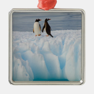 gentoo penguin, Pygoscelis Papua, on glacial ice Metal Ornament