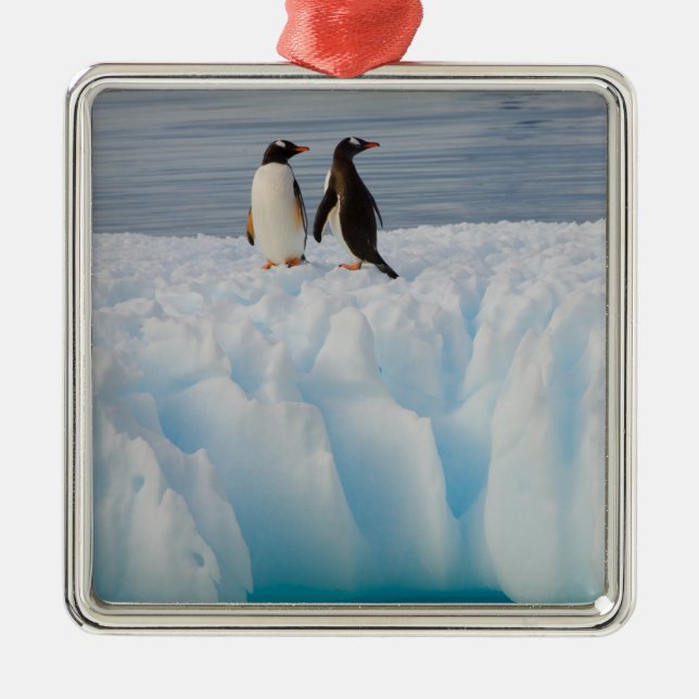 gentoo penguin, Pygoscelis Papua, on glacial ice Metal Ornament (Front)