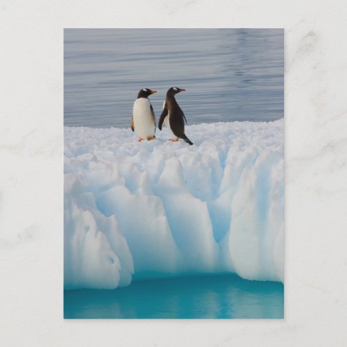 gentoo penguin Pygoscelis Papua on glacial ice Postcard